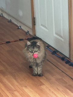 Finn carrying his jingle ball around in his mouth.