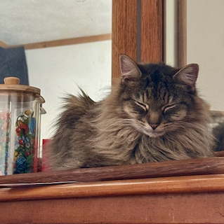 Contented sleepy Finn sitting in front of a mirror.