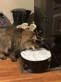 Finn licking snow in a bucket.