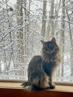 Finn looking majestic sitting in front of a window overlooking snowy trees.